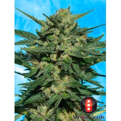 White Russian Auto - SERIOUS SEEDS