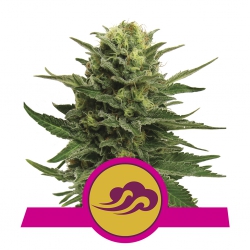 Blue Mystic - ROYAL QUEEN SEEDS