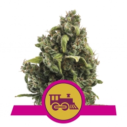Candy Kush Express Fast Version - ROYAL QUEEN SEEDS
