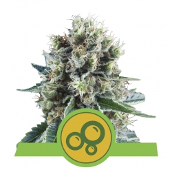 Bubble Kush Automatic - ROYAL QUEEN SEEDS