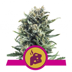 Blue Cheese - ROYAL QUEEN SEEDS