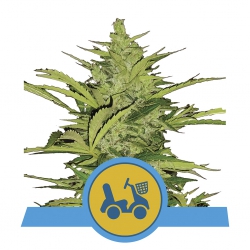 Fast Eddy Automatic CBD - ROYAL QUEEN SEEDS