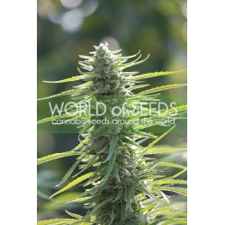 Colombian Gold - WORLD OF SEEDS