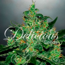 Critical Jack Herer Auto - DELICIOUS SEEDS