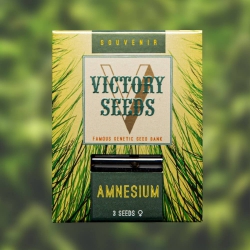 Amnesium - VICTORY SEEDS