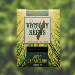 Auto Caramelino - VICTORY SEDS