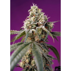 Bruce Banner Auto - SWEET SEEDS