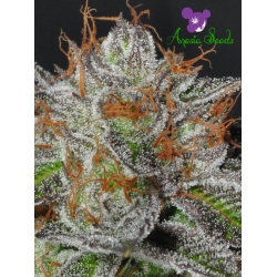 Bruce Banner #3 - ANESIA SEEDS
