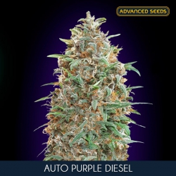 Auto Purple Diesel - ADVANCED SEEDS