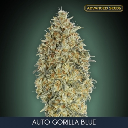 Auto Gorilla Blue - ADVANCED SEEDS