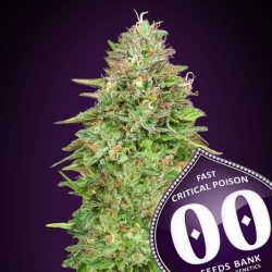 Critical Poison Fast - 00 SEEDS BANK