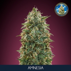 Amnesia - ADVANCED SEEDS