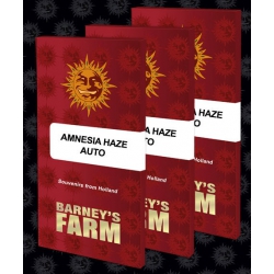 Amnesia Haze Auto - BARNEY'S FARM