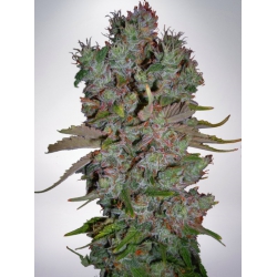 Auto Blueberry Domina - MINISTRY OF CANNABIS