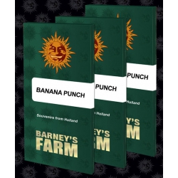 Banana Punch - BARNEY'S FARM
