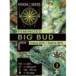 Big Bud - VISION SEEDS
