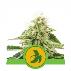 Fat Banana Automatic - ROYAL QUEEN SEEDS