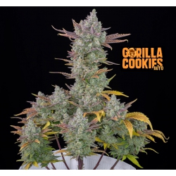 Gorilla Cookies Auto - FASTBUDS