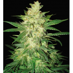 Colombian Gold Ryder - WORLD OF SEEDS