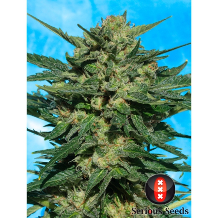 White Russian Auto - SERIOUS SEEDS