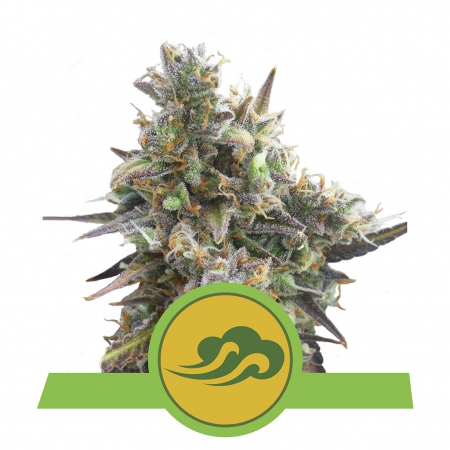 Royal Bluematic - ROYAL QUEEN SEEDS