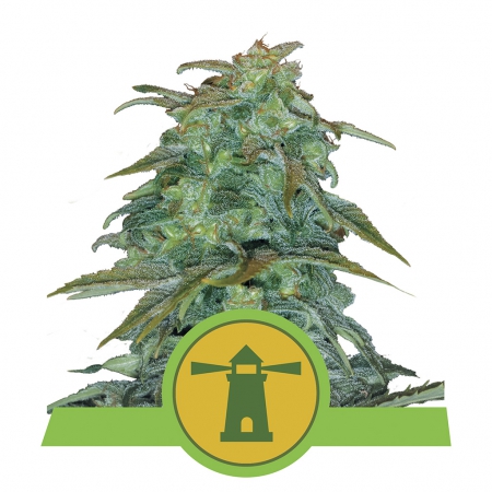 Royal Haze Automatic - ROYAL QUEEN SEEDS