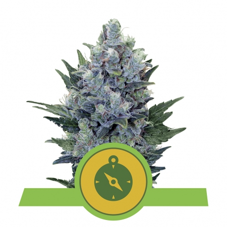 Northern Light Automatic - ROYAL QUEEN SEEDS