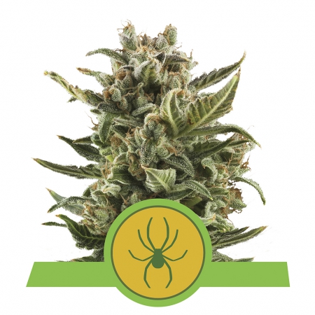 Royal Jack Automatic - ROYAL QUEEN SEEDS