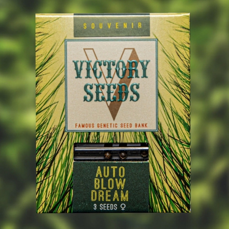 Auto Blow Dream - VICTORY SEEDS