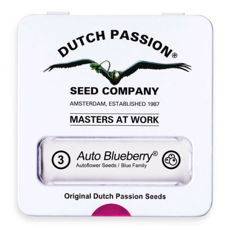 Auto Blueberry - DUTCH PASSION