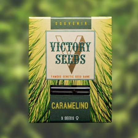 Caramelino - VICTORY SEEDS