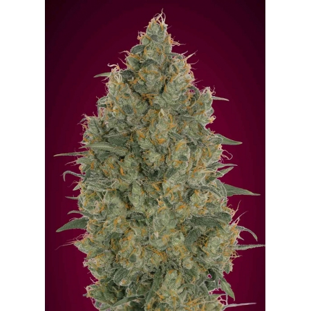 Feminized Collection #6 - ADVANCED SEEDS