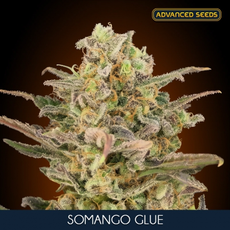 Somango Glue - ADVANCED SEEDS