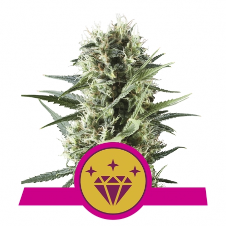 Special Kush #1 - ROYAL QUEEN SEEDS