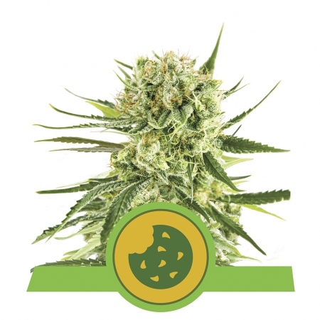 Royal Cookies Automatic - ROYAL QUEEN SEEDS