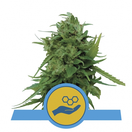 Solomatic CBD - ROYAL QUEEN SEEDS