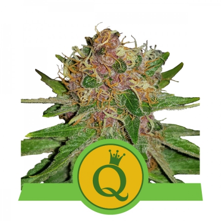 Purple Queen Automatic - ROYAL QUEEN SEEDS