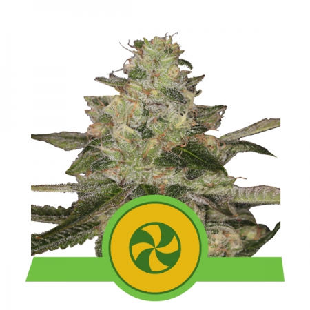 Sweet ZZ Automatic - ROYAL QUEEN SEEDS