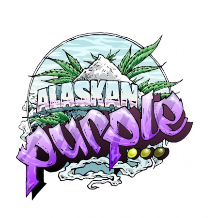 Alaskan Purple - SEEDSMAN