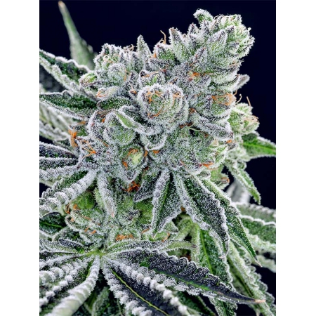 Sour Betty - ANESIA SEEDS