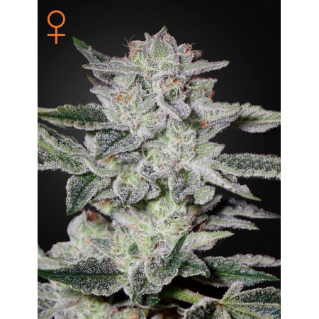 Sweet Valley Kush - GREEN HOUSE SEEDS