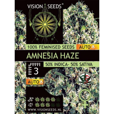 Amnesia Haze Auto - VISION SEEDS