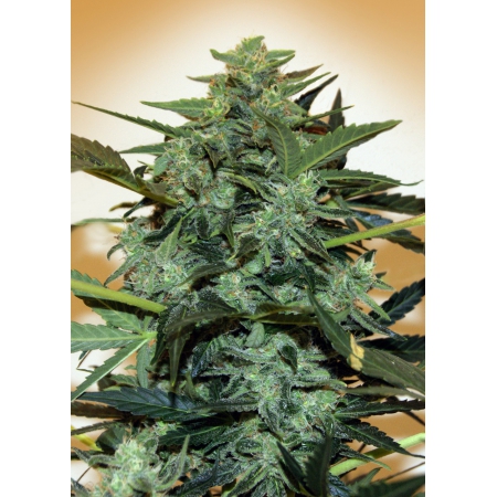 Auto Cheese Berry - 00 SEEDS BANK