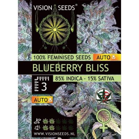 Blueberry Bliss Auto - VISION SEEDS