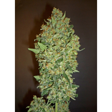 Cheese Berry - 00 SEEDS BANK