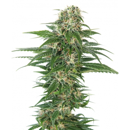 Early Skunk Automatic - SENSI SEEDS