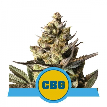 Royal CBG Automatic - ROYAL QUEEN SEEDS