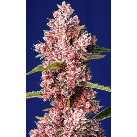 Tropicanna Poison F1 Fast Version - SWEET SEEDS