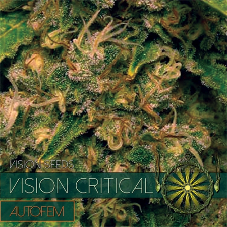 Vision Critical Auto - VISION SEEDS