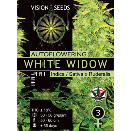 White Widow Auto - VISION SEEDS